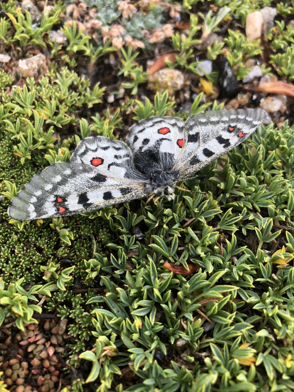 10. Rocky Mountain ParnassianThe Rocky Mountain Parnassian is a commonly seen butterfly in Colorado. These butterflies are overall white with bold black markings and gray edging on the forewings. Red and black spots are featured on its wings.Photo Credit: Leslie James, OutThere Colorado.