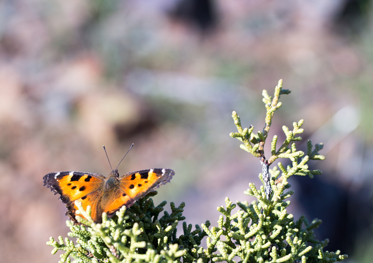 8. Hoary CommaThe Hoary Comma is dark red-orange and brown with black spots and bars. The wing edges are jagged and marked by a row of yellow dots. The underside of the wings are overall gray with portions of darker shades, resembling tree bark. The Hoary Comma is usually found in conifer or mixed woods near streams, prairies, and meadows.Photo Credit: yhelfman (iStock).