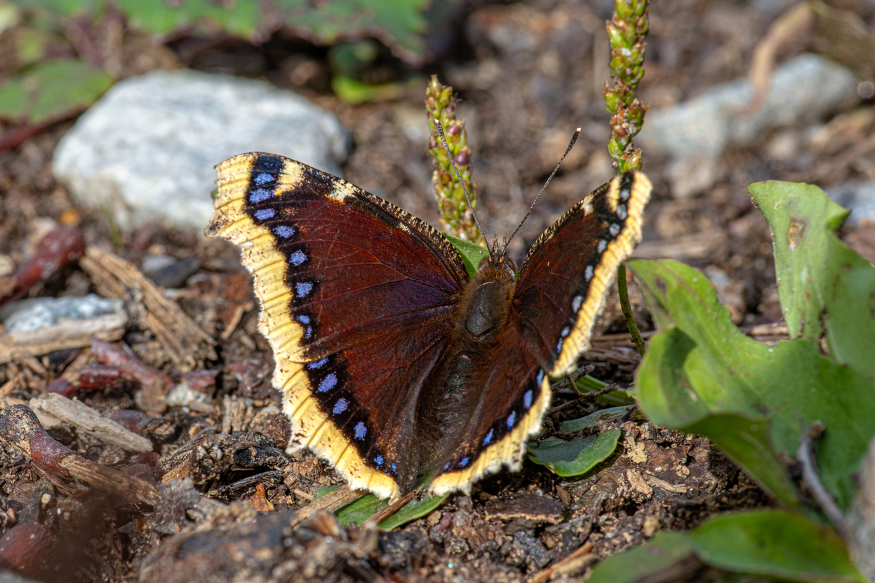 7. Mourning CloakFeaturing unique colors compared to other butterflies, the Mourning Cloak is a purple-black with slightly reflective purple and blue markings. A yellowish band stretches along the wing edges, creating a stark difference from its overall dark appearance.Photo Credit: Binnerstam (iStock).