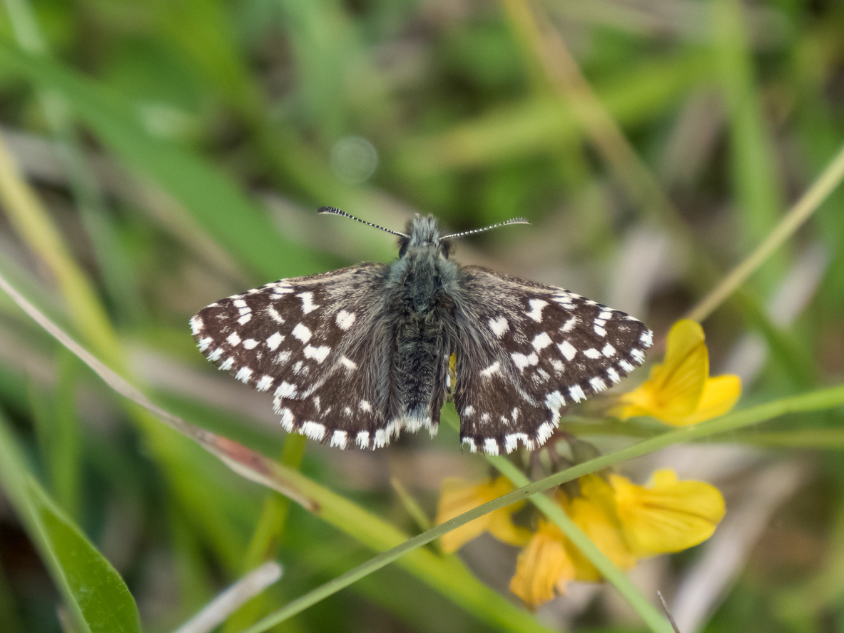 6. Checkered SkipperThe Checkered Skipper is the fastest butterfly in the world, capable of reaching speeds up to 37 miles per hour while most butterflies fly at 5 to 12 mph. The Checkered Skipper adapts well to great changes in elevation, making Colorado a great home for them. Males are a blue-gray with a pattern of white checkering and females are brown-black with smaller areas of white checkering.Photo Credit: ShaftInAction (iStock).