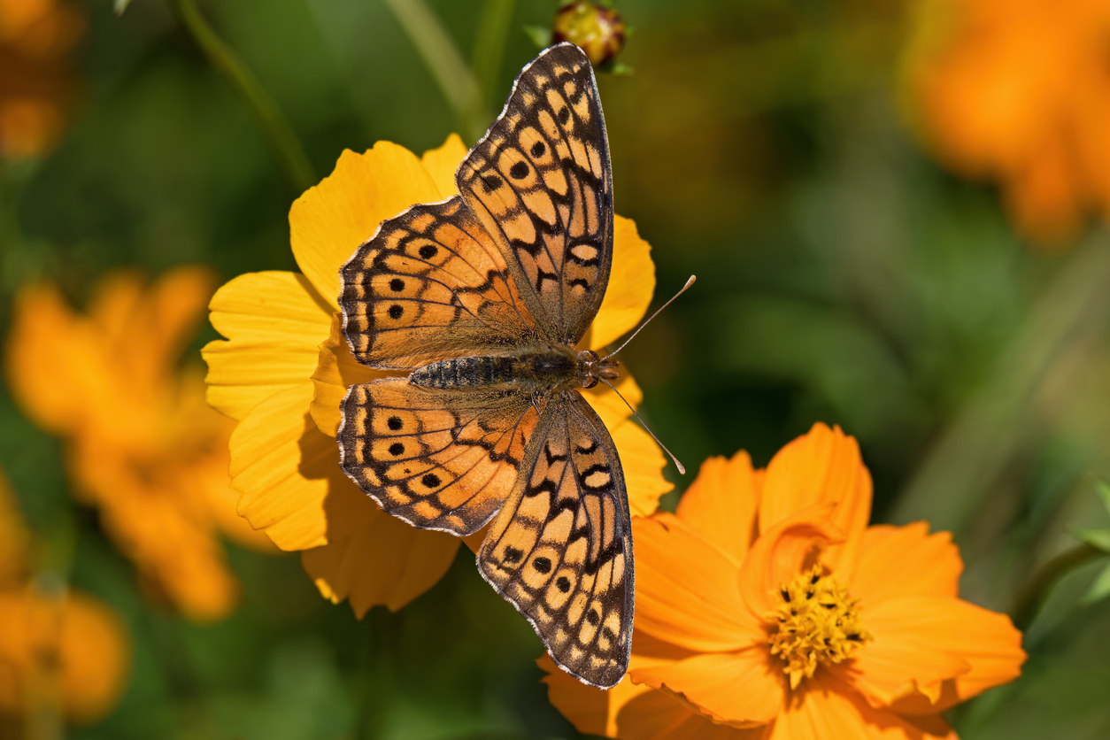 9. Variegated FritillaryThe Variegated Fritillary is a light, tawny orange with thick dark veins and markings. This species is the only large Fritillary that does not have silver spots.Photo Credit: McKinneMike (iStock).