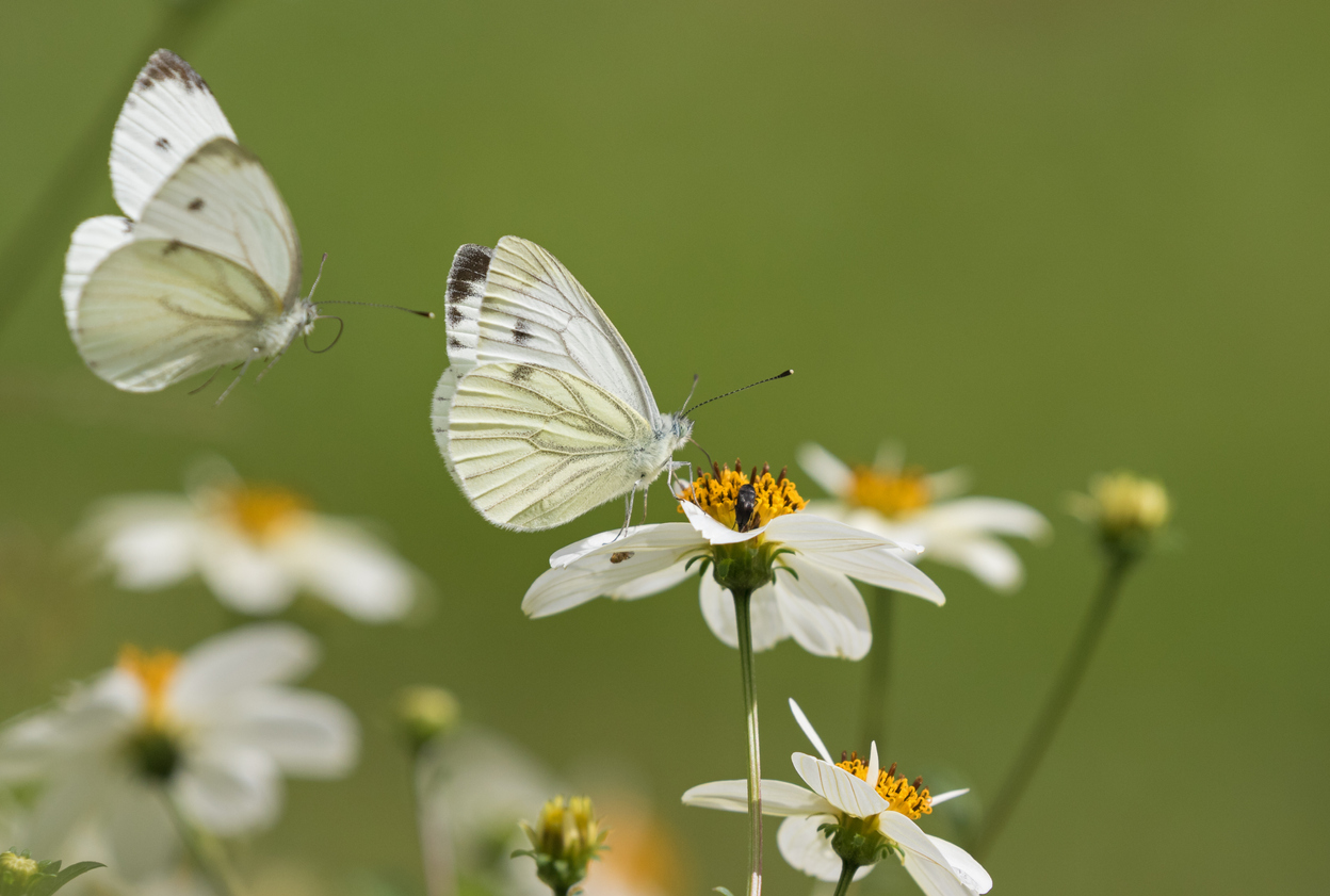 12. Cabbage WhiteThe Cabbage White is another one of Colorado’s most common and widespread butterflies. It features white with gray patches on the wingtips.Photo Credit: Andyworks (iStock).