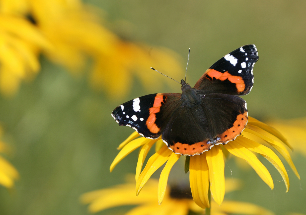 15. Red Admiral ButterflyKnown as the “patriotic” butterfly, the Red Admiral features red, white, and blue on the edges of the forewings. Overall, the Red Admiral is brownish-black with a reddish orange median band.Photo Credit: AtWaG (iStock).