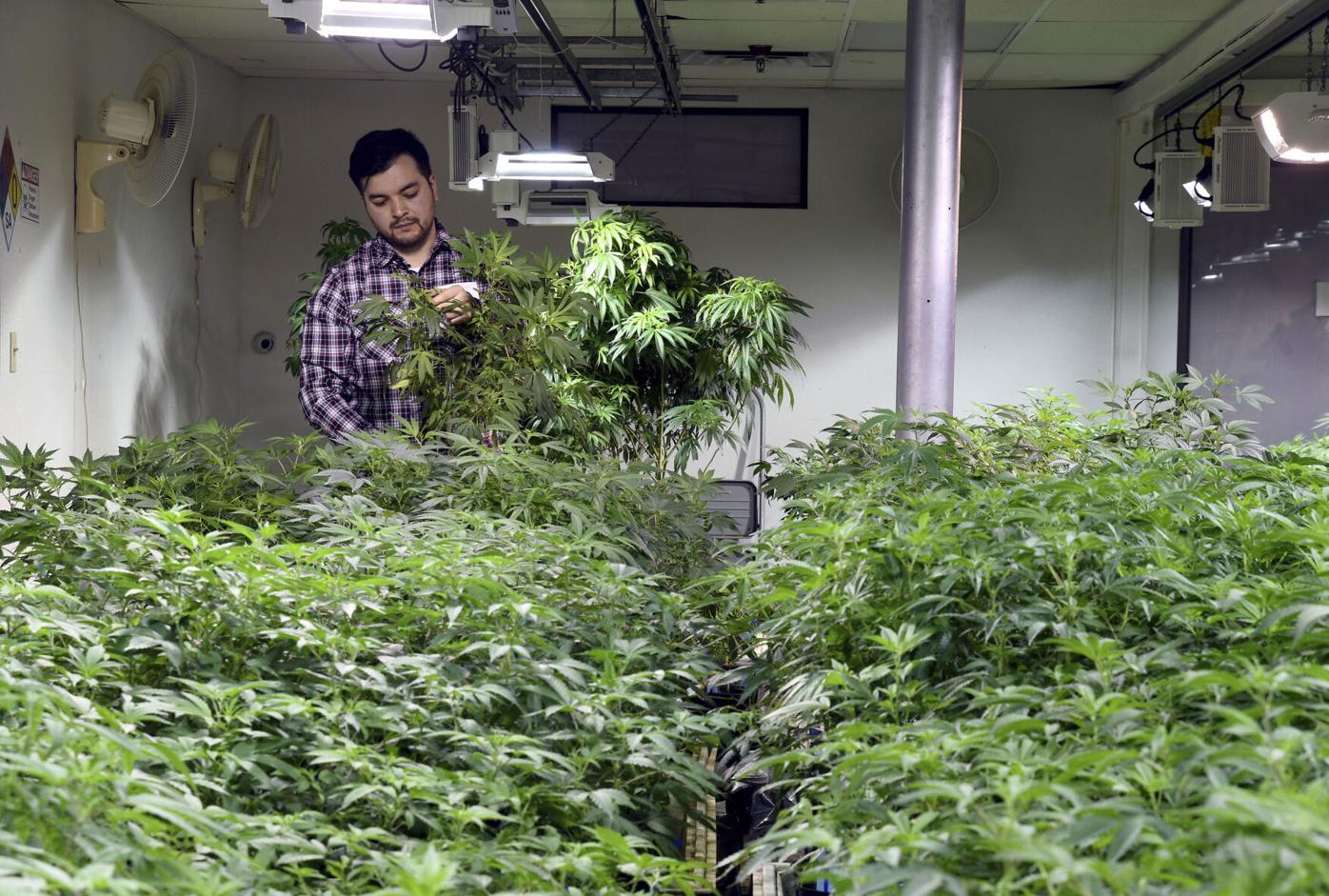 Concerns loom over new marijuana proposals in Denver before Monday’s final vote