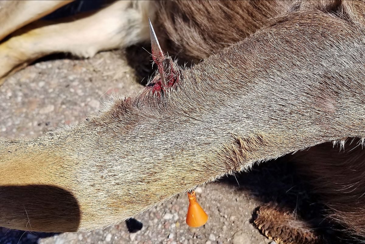 CPW searching for person shooting deer in Walsenburg with blow darts