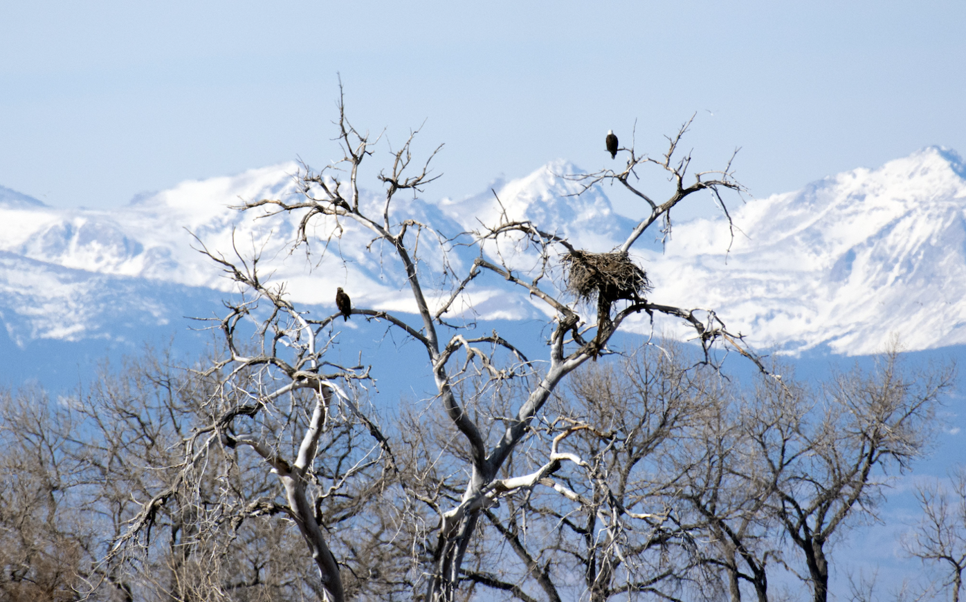 Tree holding bald eagle nest falls, killing eaglets in Colorado state park