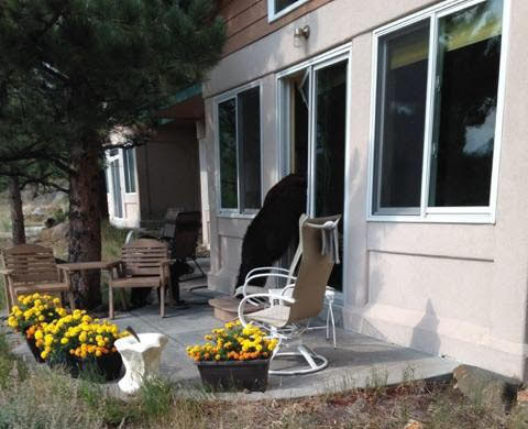 CPW urges caution as bears begin emerging from hibernation in Colorado