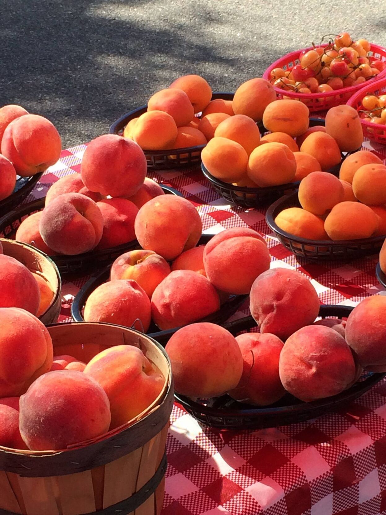 Palisade crops unscathed by recent cool down; growers still on edge after last year’s devastation