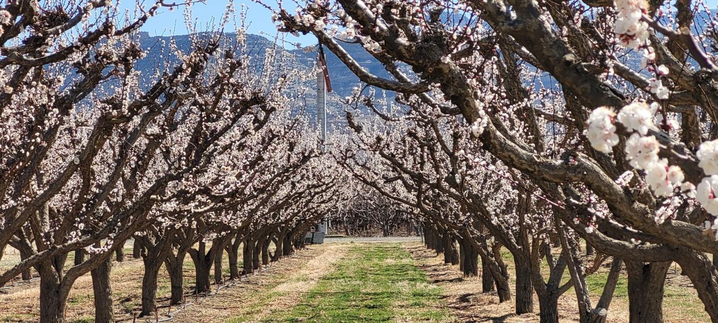 Some Palisade farmers say this year’s peach crop could be best yet