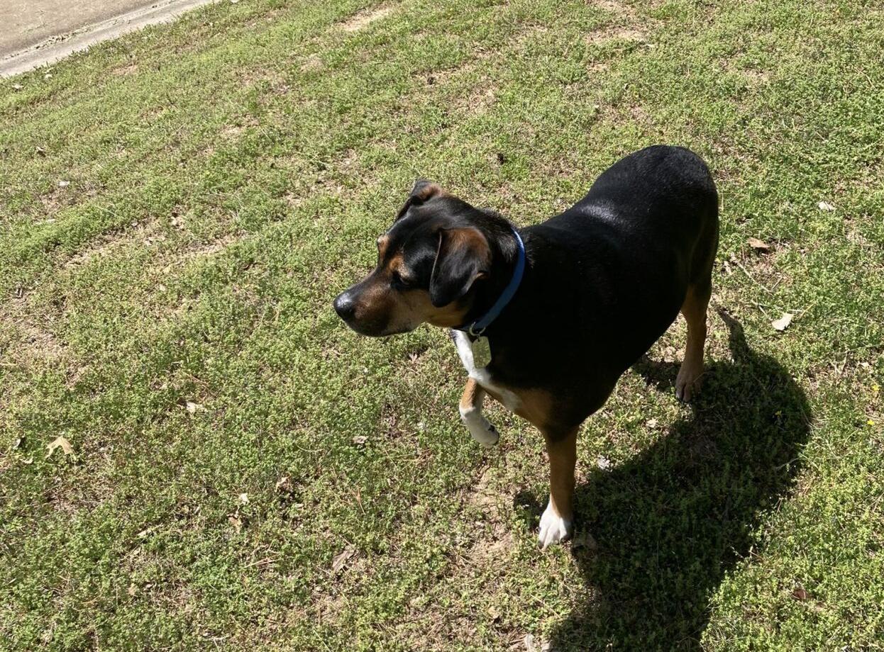 Police: Truck stolen with dog inside in Wheat Ridge