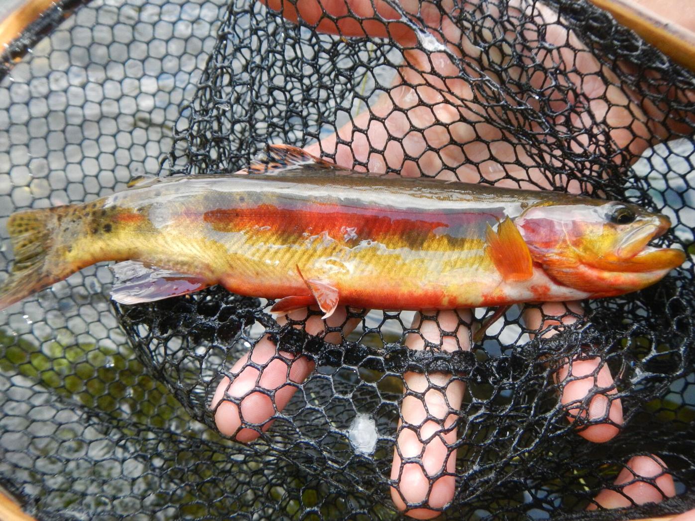 Shiny new prize awaits anglers at backcountry lakes in Colorado