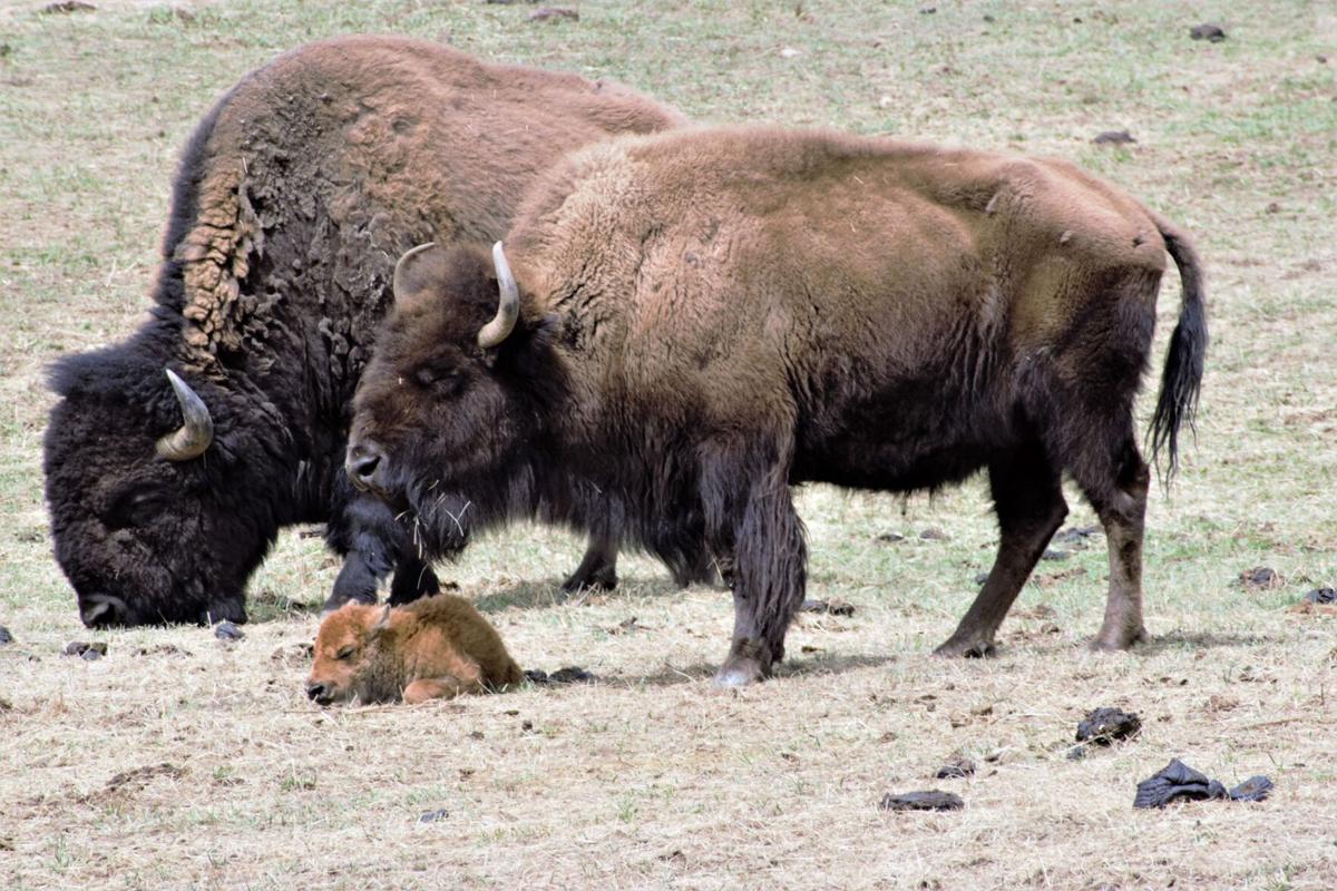 Colorado city gifts over a dozen bison to tribal nations
