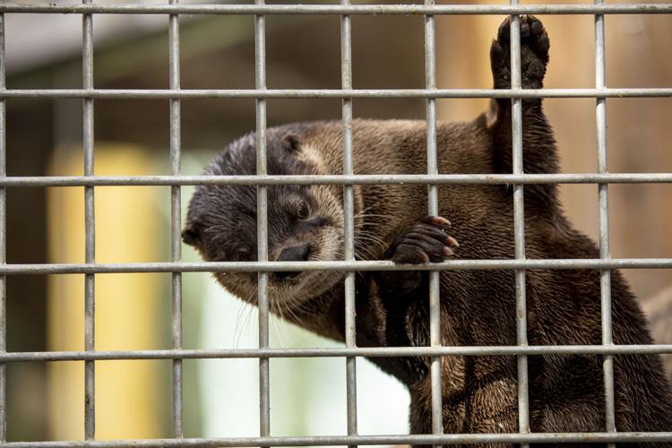041121-life-zoo 02
