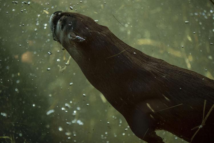 041121-life-zoo 01