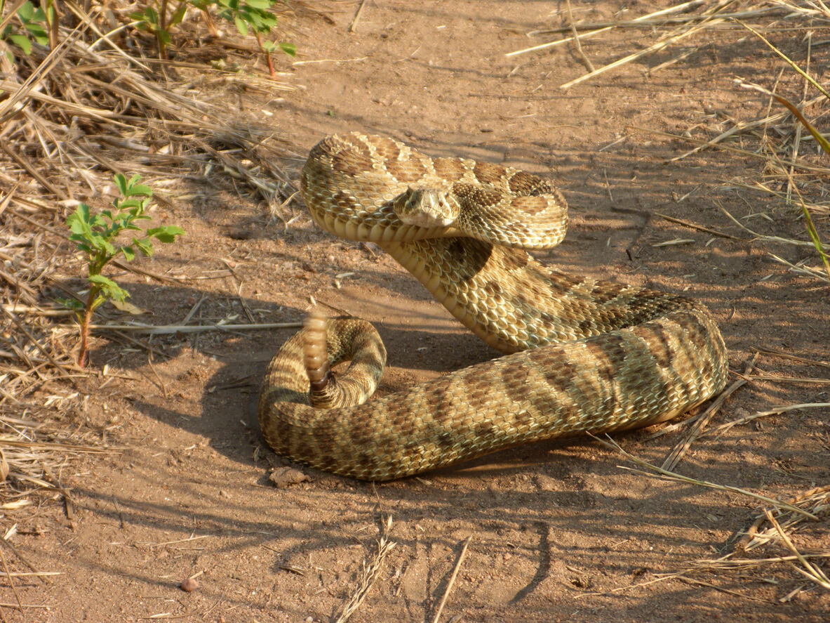 Prairie rattlesnake coiled on Red Rocks path Morrison Colorado Rocky Mountains Photo Credit: milehightraveler (iStock).