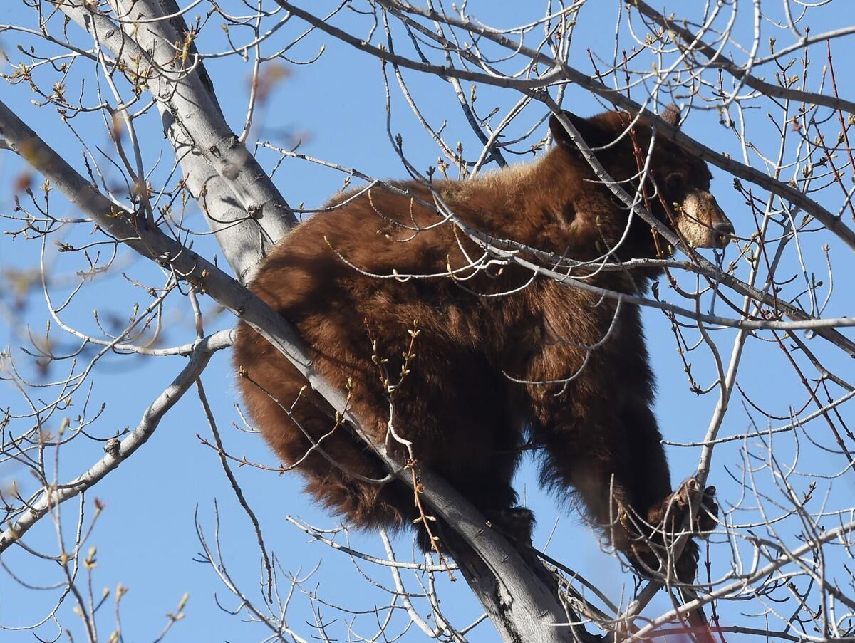 Bear relocated after getting caught in tree along busy downtown Colorado city