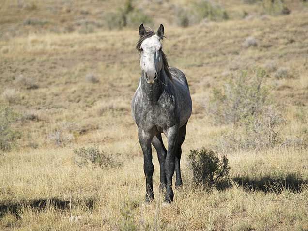 Spring Creek Herd Management Area