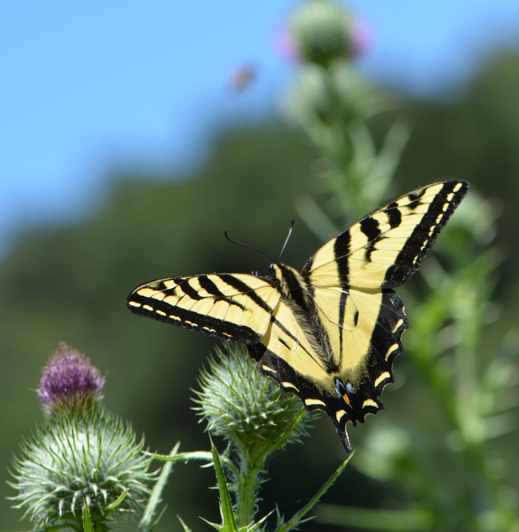 5. Two-Tailed SwallowtailAnother large butterfly found in Colorado is the Two-Tailed Swallowtail. These butterflies have a wingspan up to five inches with wings of mostly yellow and black striping. Two-Tailed Swallowtails can be seen throughout Colorado, particularly where ash trees are planted.Photo Credit: Czezar (iStock).