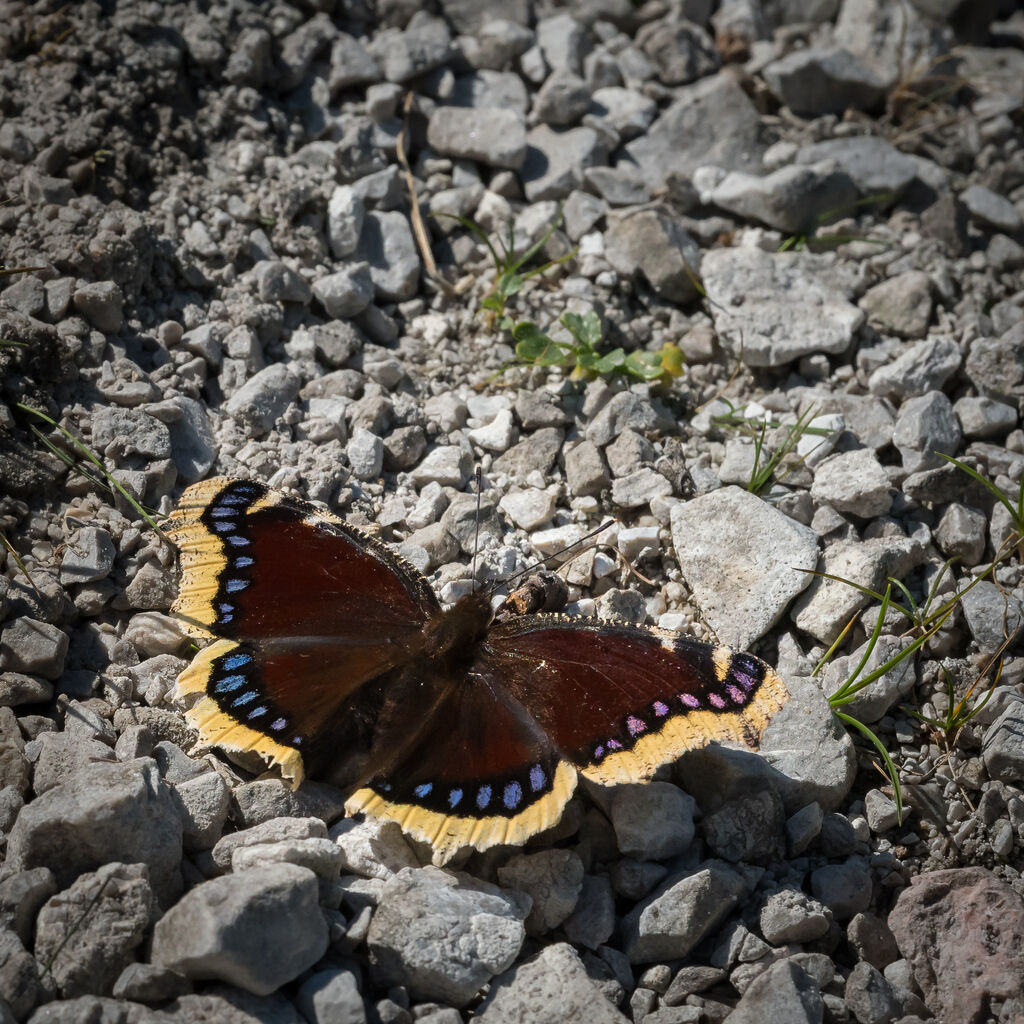 7. Mourning Cloak (cont.)As caterpillars, the Mourning Cloak features fleshy spines across a velvety-black body. The Mourning Cloak is one of few butterflies that survives winter thanks to the dark colors that absorb heat energy from the sun.Photo Credit: Stefan Rotter (iStock).