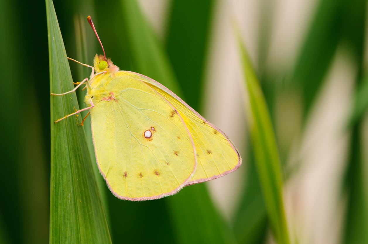 11. Clouded SulphurOne of the most striking butterflies found in Colorado is the Clouded Sulphur, featuring bright yellow and orange-pink colorings. Most Sulphurs rest with their wings closed, so it takes patience and luck for a photographer to get a shot of this butterfly with its wings spread.Photo Credit: OGphoto (iStock).
