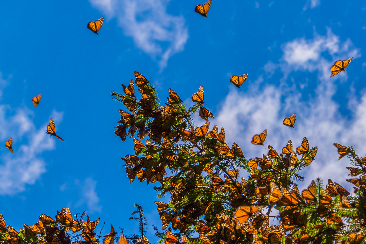 2. Monarch (cont.)There’s something special about the Monarchs that pass through Colorado during their migration. While the Rocky Mountains of the Continental Divide separate the Western and Eastern populations, both groups flutter through the state and put on a glowing show for those in Colorado.Photo Credit: JHVEPhoto (iStock).