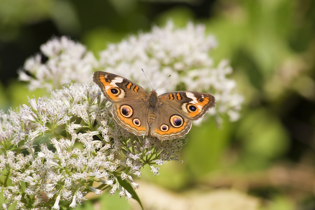 13. Common BuckeyeMany “eyes” are featured on the Common Buckeye. Spots that resemble eyes are found on both the forewings and hindwings. The forewing features two orange bars and two large black eyespots outlined in orange. The hindwing has two eyespots, with the upper featuring a magenta crescent.Photo Credit: JillLang (iStock). (JillLang)