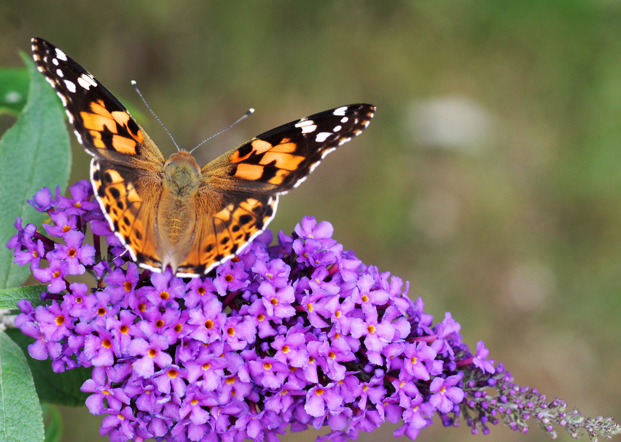 4. Painted LadyThe Painted Lady is a large butterfly found anywhere in Colorado, primarily in fields and open areas. The wings are predominantly orange and black with dark eyespot markings. This butterfly is the most widely distributed throughout the world, found in North America, Central America, Africa, Europe, and Asia.Photo Credit: Wieland Teixeira (iStock).