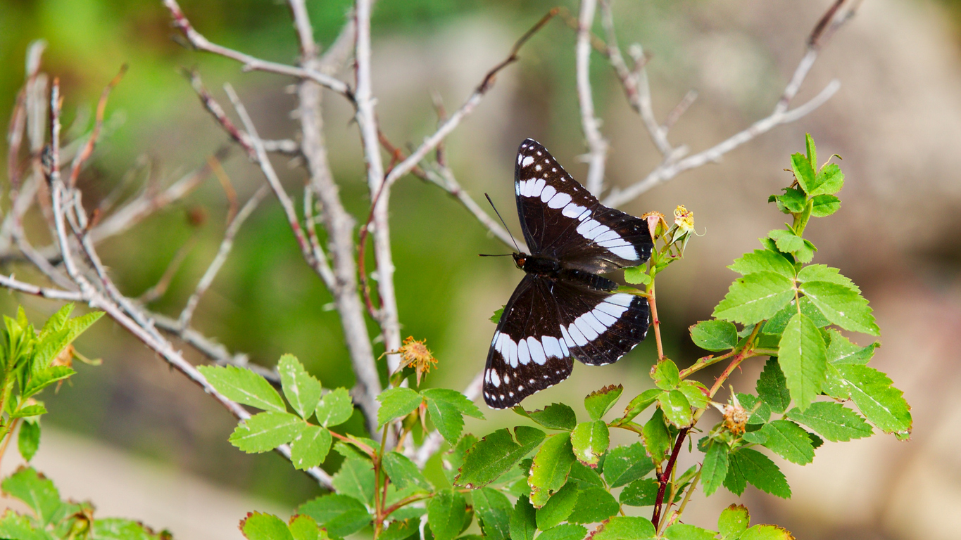 3. Weidmeyer’s AdmiralThe Weidmeyer’s Admiral butterfly is primarily black with white bands and blocks on both wings. This butterfly can be found in the woodlands along mountain streams and other montane environments from early June to early September.Photo Credit: Jeffengeloutdoors.com (iStock).