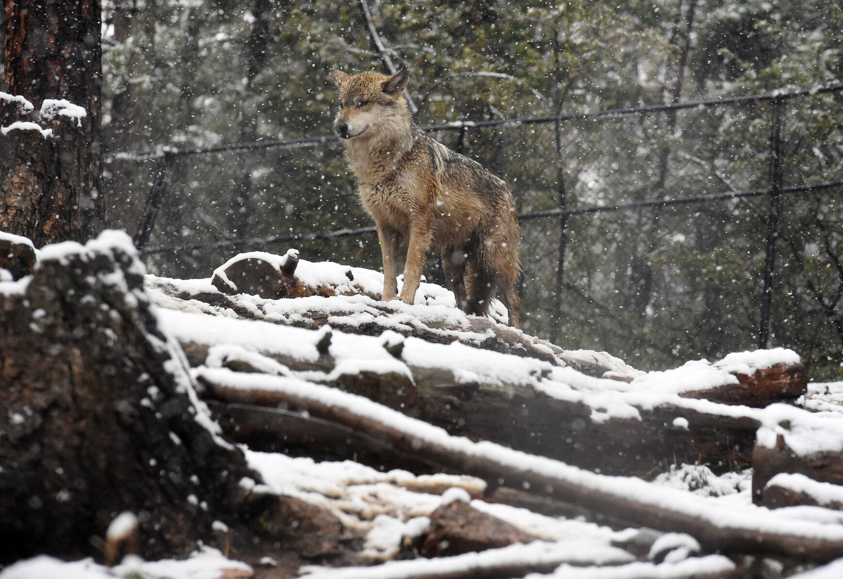 This Mexican Wolf is right at home in the snowy environment of the Rocky Mountain Wild exhibit at the Cheyenne Mountain Zoo on Monday, May 3, 2021. The Pikes Peak region got a good dose of moisture on Monday in both the forms of rain and snow at the higher elevations. (The Gazette, Jerilee Bennett)