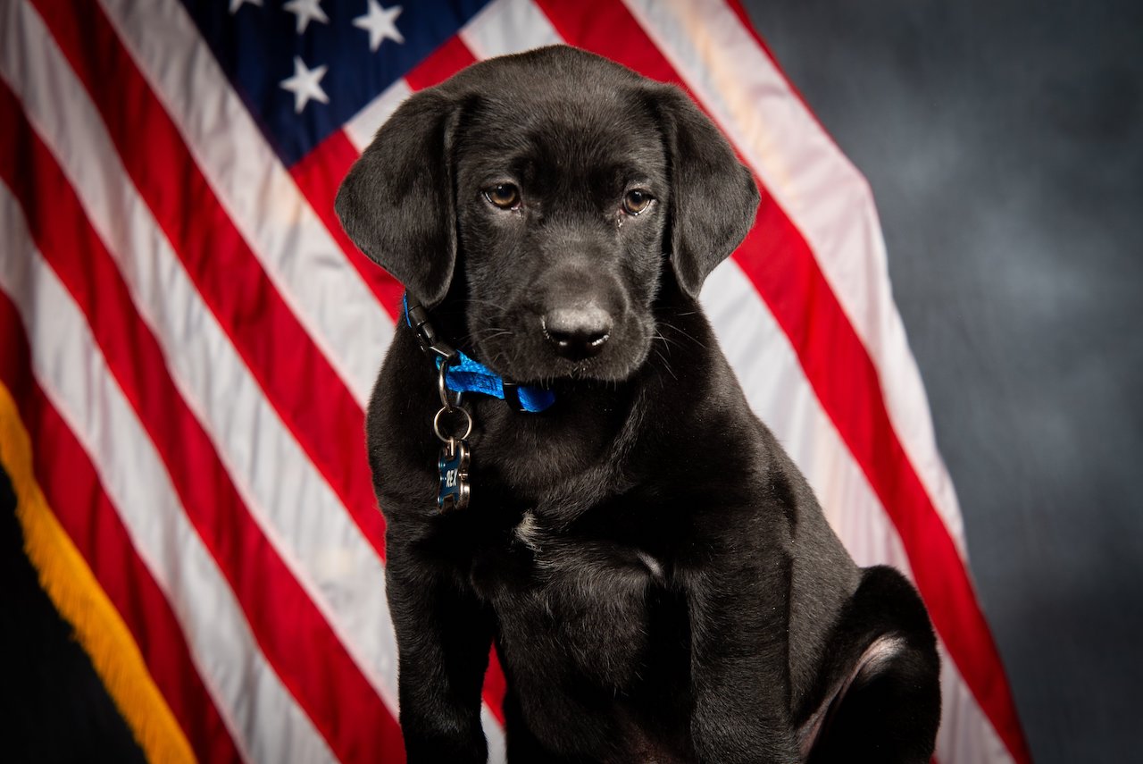 Rex, a 10-week-old black Labrador retriever was sworn into the Arapahoe County Sheriff's Office Tuesday morning and is now tasked with helping elementary school students within the Littleton Public School District. (Courtesy of the Arapahoe County Sheriff's Office)