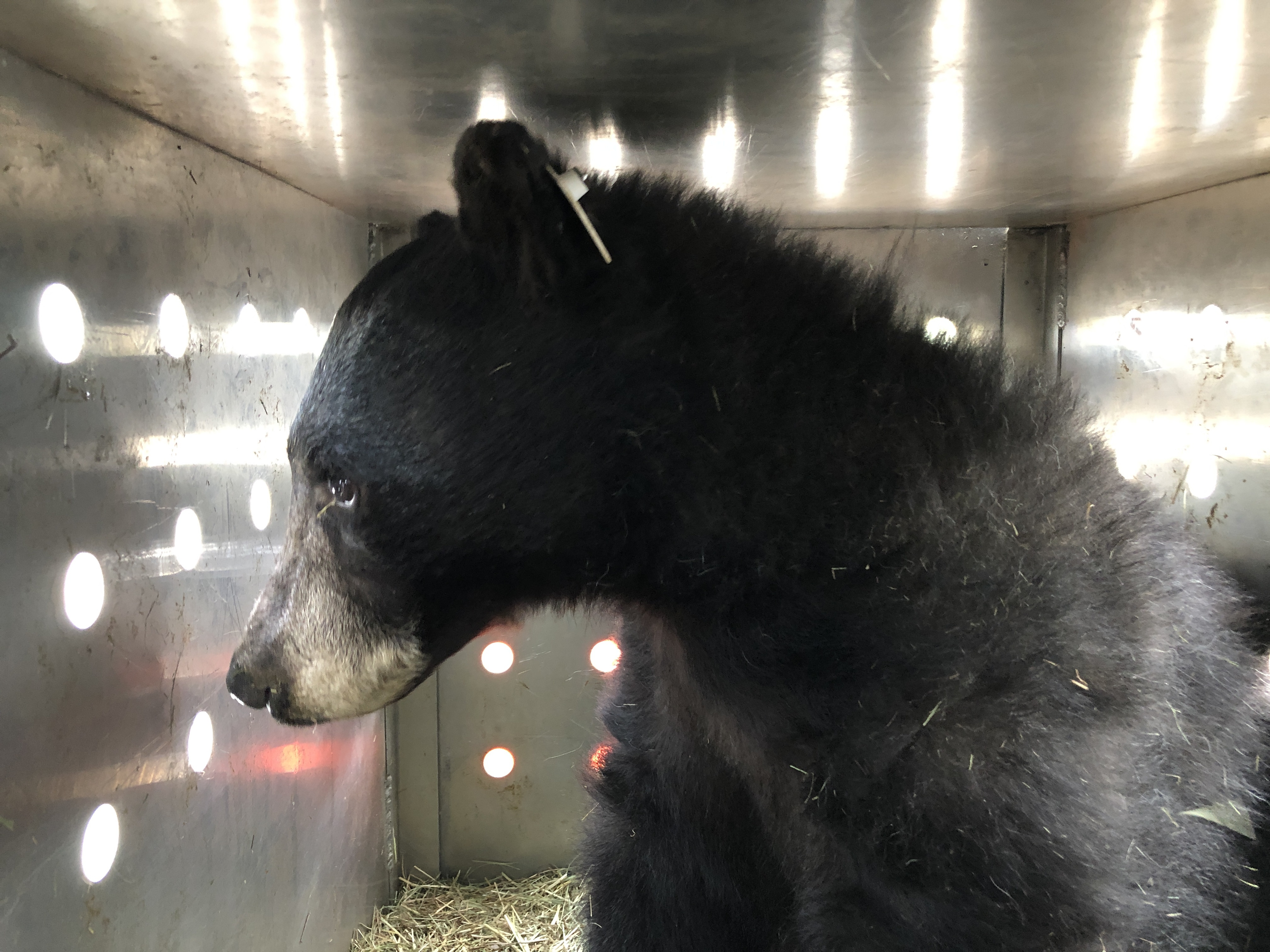 Yearling bear released to wild after being injured during Cameron Peak Fire
