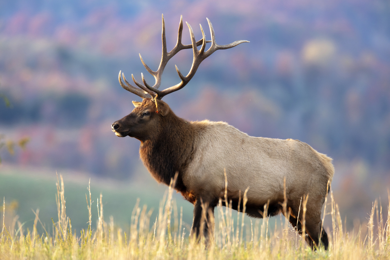 Elk-filled meadows in Rocky Mountain National Park to close soon