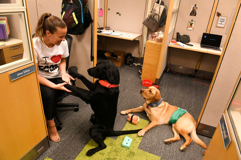 A worker enjoys the company of her dogs at the Camp Bow Wow headquarters June 8, 2017, in Broomfield. (The Denver Gazette file)