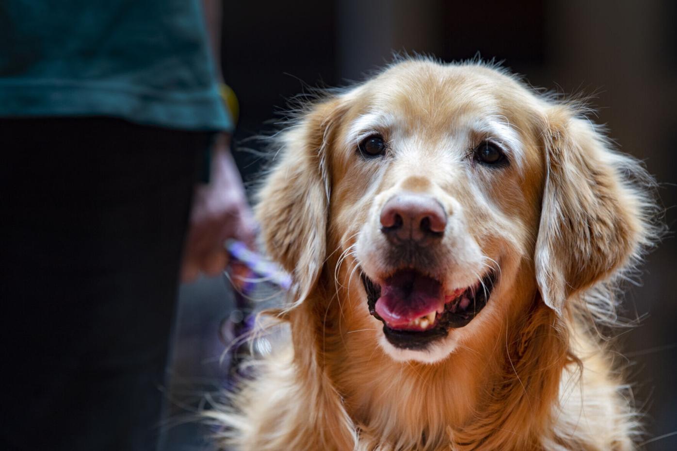 Denver Animal Protection granted $50K for animal welfare pilot program