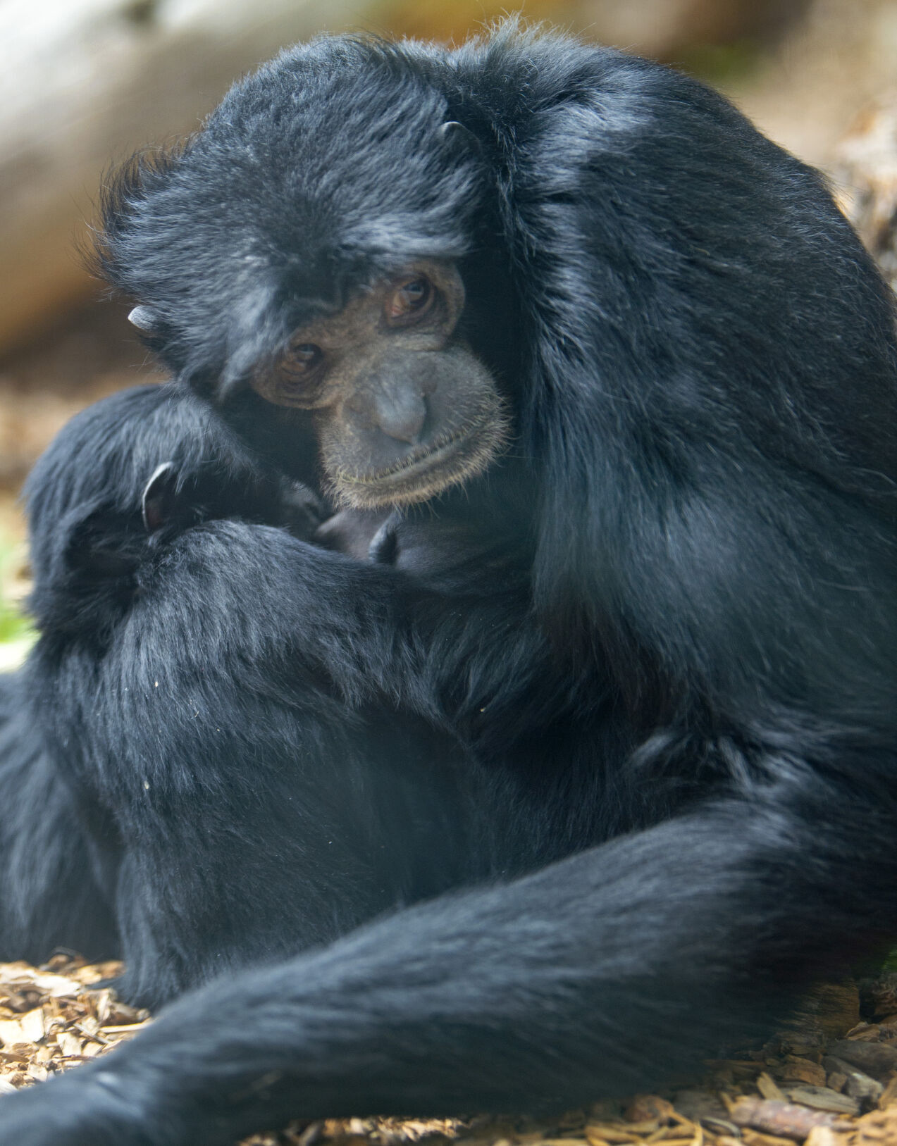 050921-news-zoo-moms 5.jpg