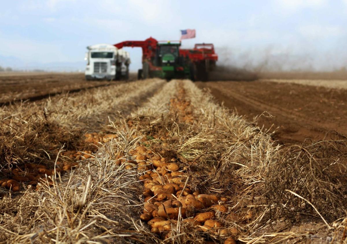 Mexican Supreme Court ruling opens the door to Colorado potatoes