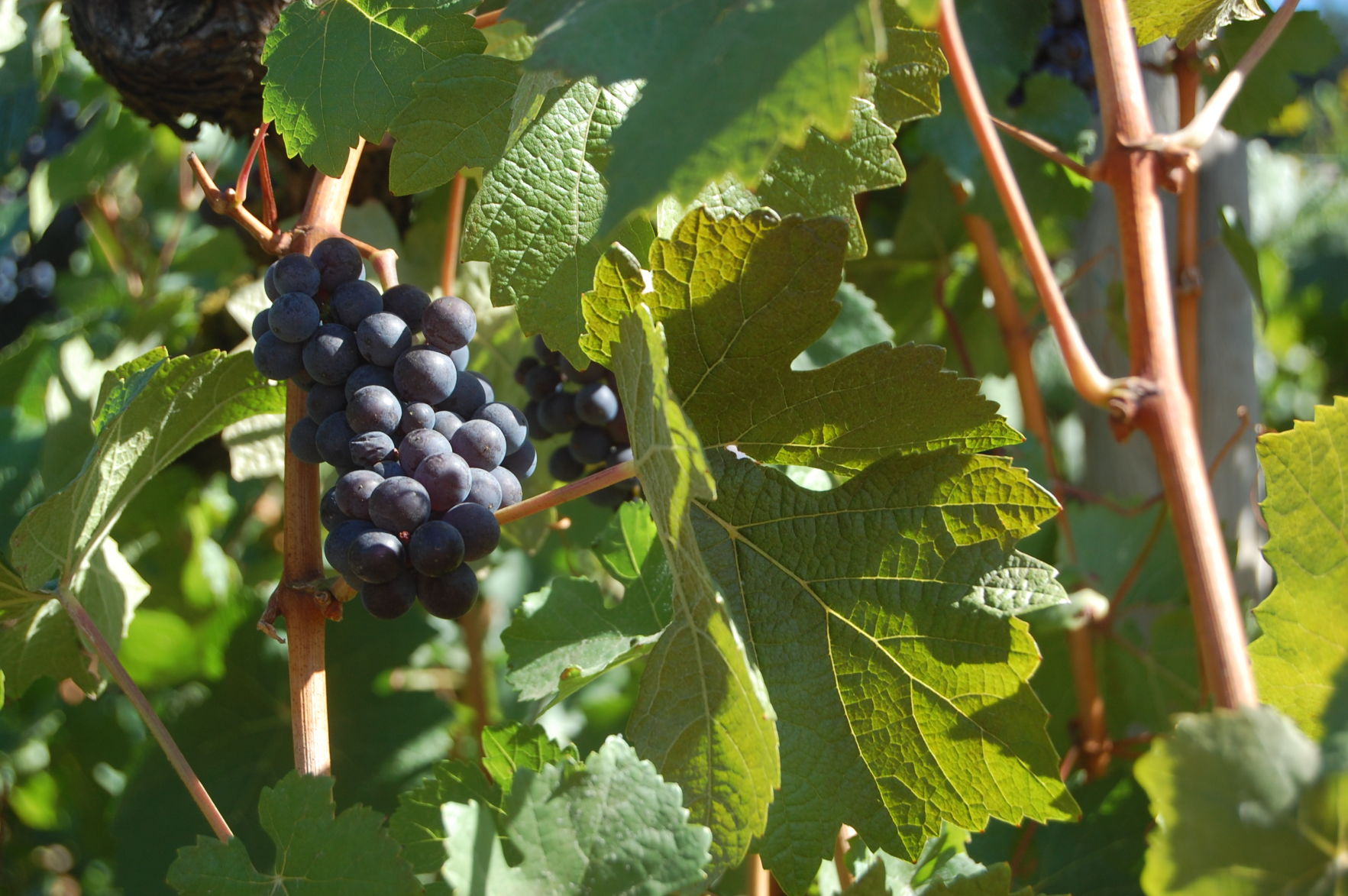Pinot noir grapes on a vine at the Willamette Valley Vineyards in Turner, Ore. (AP Photo/Molly Hottle) (Molly Hottle)