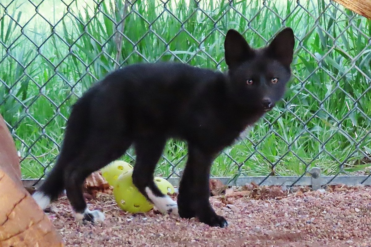 Rare black fox spotted in Colorado mountain town - Denver Gazette