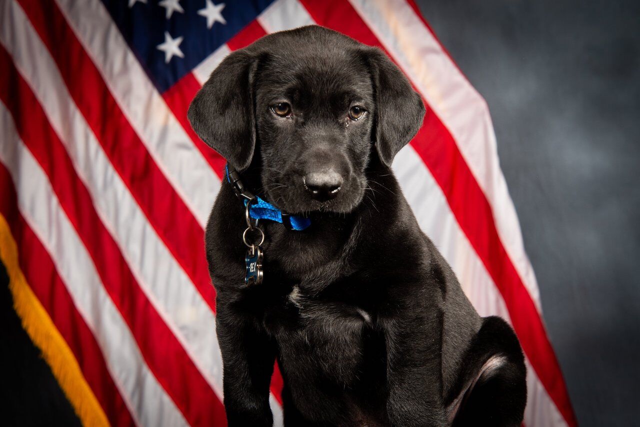 Rex, a 10-week-old black Labrador retriever was sworn into the Arapahoe County Sheriff's Office Tuesday morning and is now tasked with helping elementary school students within the Littleton Public School District. (Courtesy of the Arapahoe County Sheriff's Office)