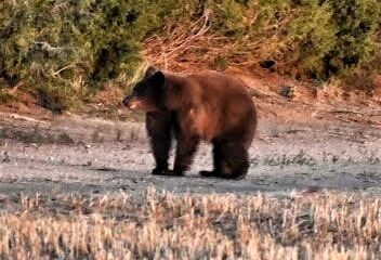 State officials search for bear that wandered 100 miles away from habitat