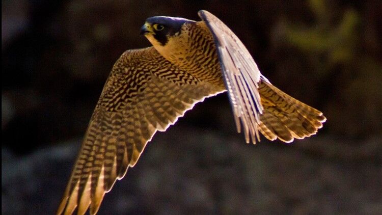 Additional closures at RMNP to protect nesting falcons, climbers