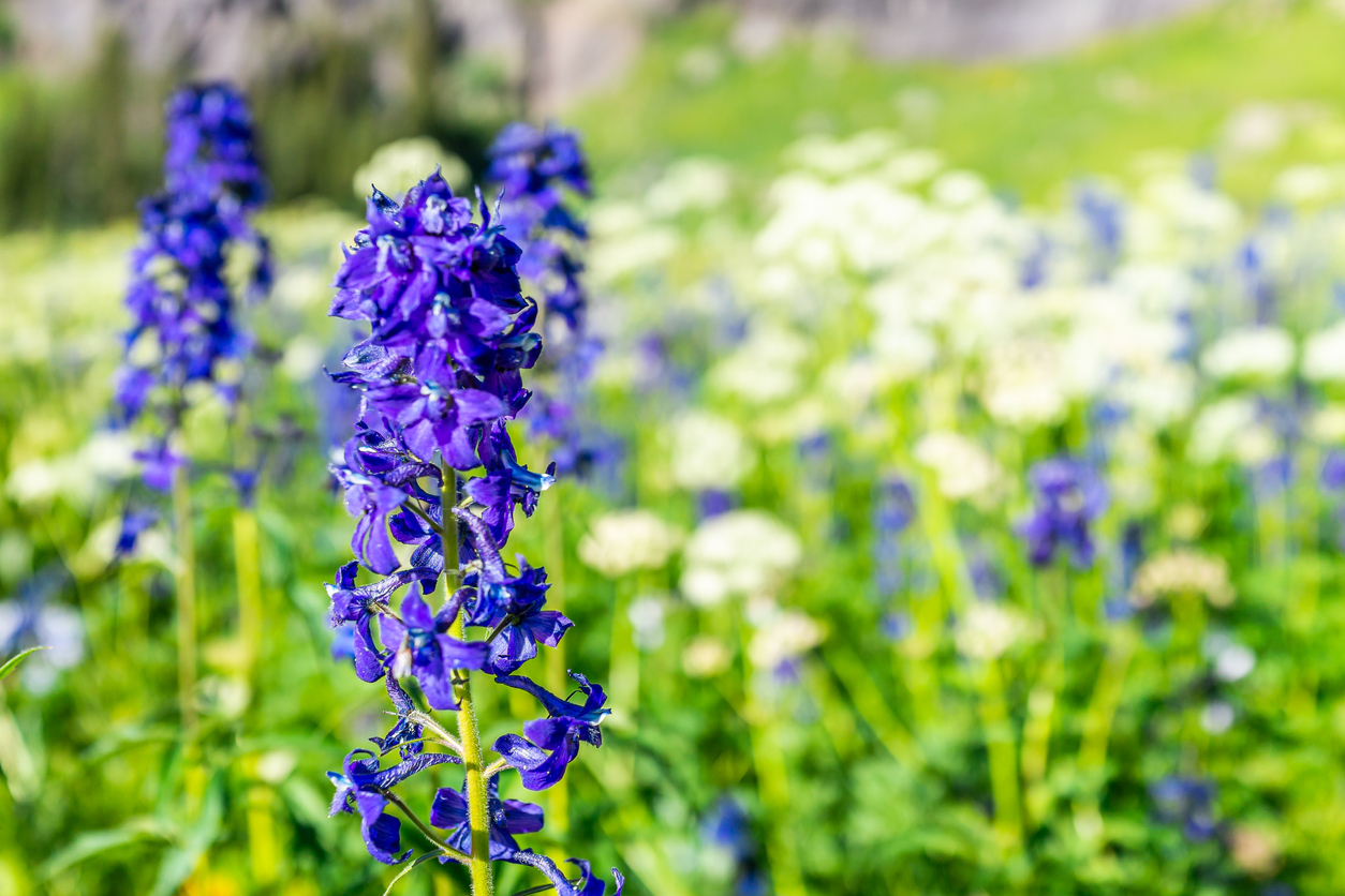 8. Delphinium“Delphinium” is the Latin term for “dolphin.” These flower buds take a shape before bloom that resembles a pod of leaping dolphins. Delphinium flowers range from blues to deep purple. They grow best in moist, subalpine woods in July and August with stems towering up to seven feet.Photo Credit: krblokhin (iStock).
