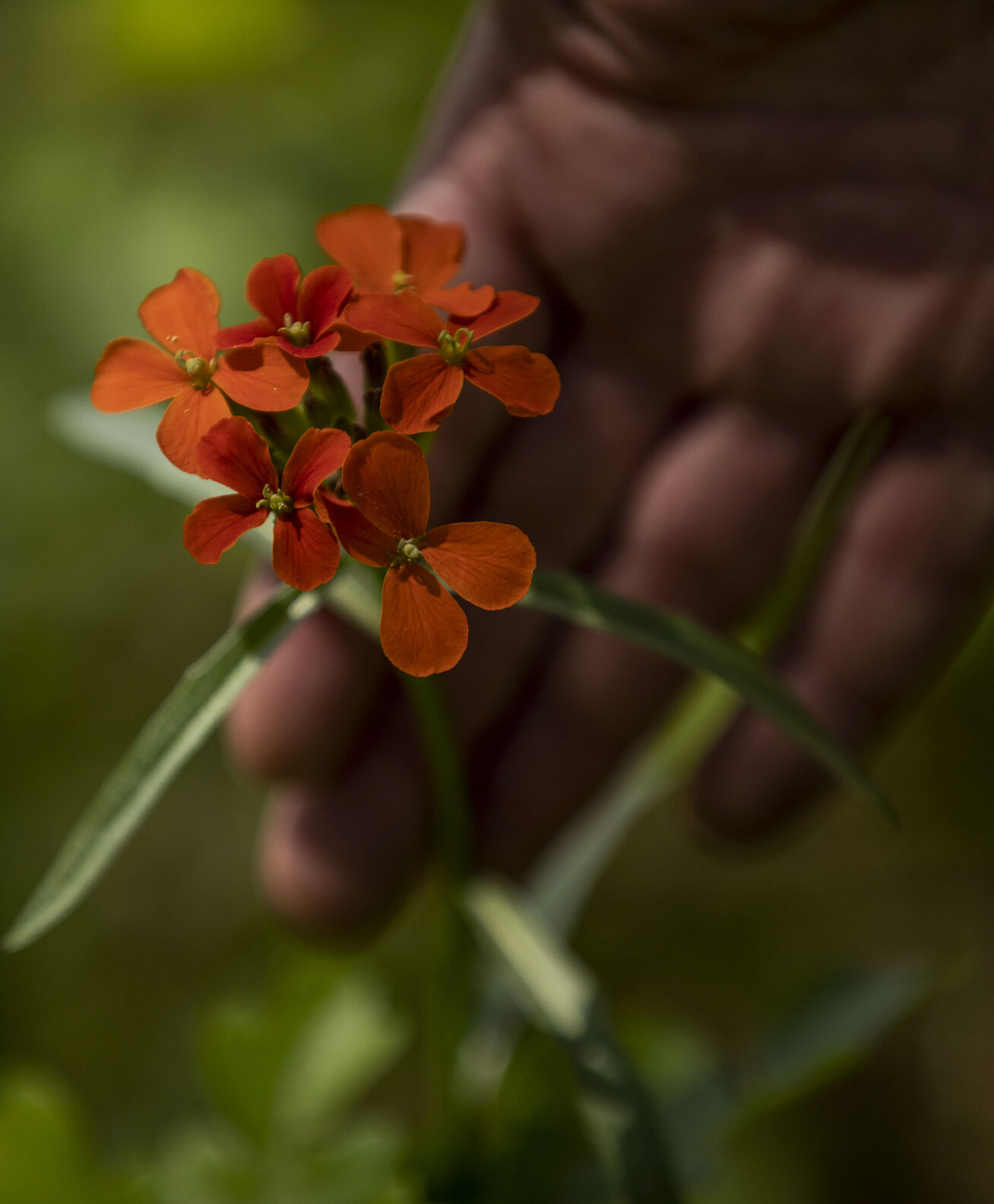 Wildflowers at Pueblo Mountain Park in Beulah. “We have the best trails in southern Colorado,” says Pueblo Mountain Park’s resident caretaker, Tracy Pemberton. “Just 30 miles west of Pueblo, and you’re in a whole other world. You’re in total nature.” (Chancey Bush/ The Gazette)