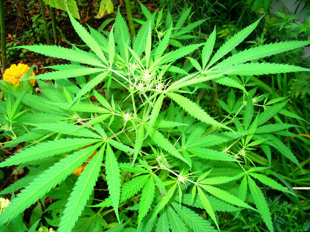 Hemp flag to fly over the Colorado Capitol on Tuesday