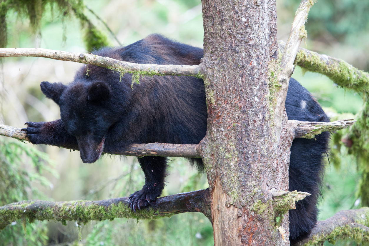 [WATCH] Grizzly chases black bear up a tree in Glacier National Park