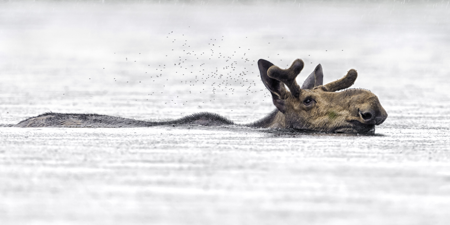 [WATCH] Large moose swims next to paddleboarder in Colorado