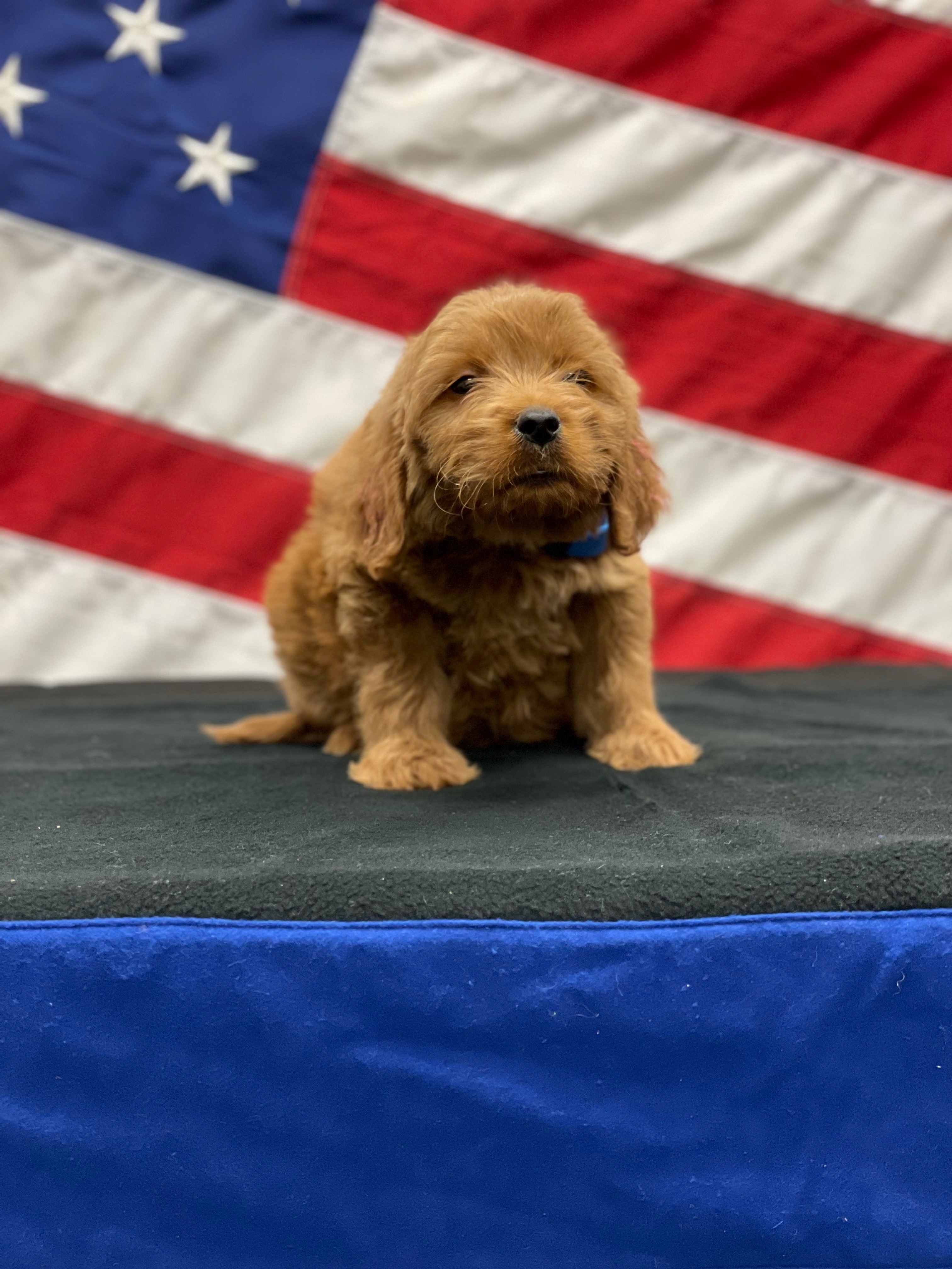 Meet Mo, the therapy dog named after a fallen Colorado State Patrol trooper