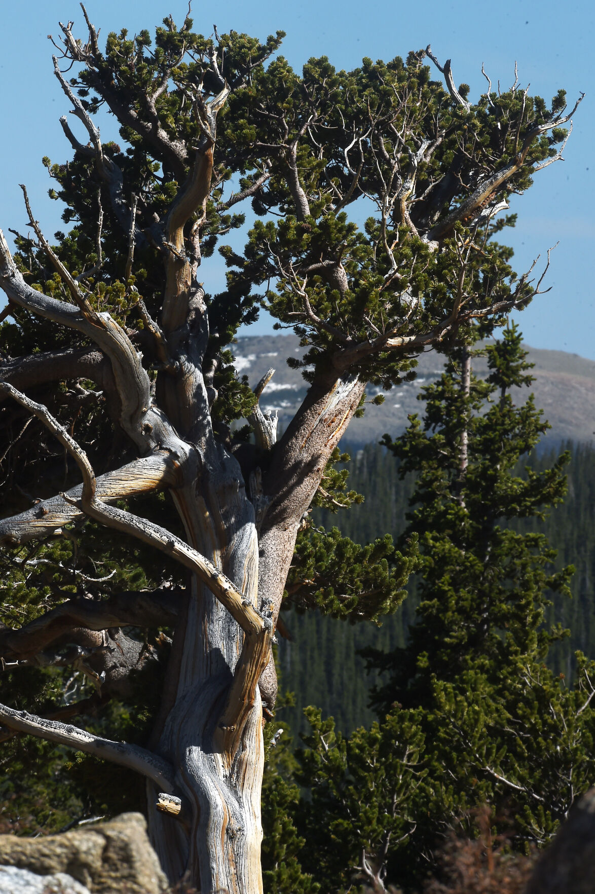 At Mount Goliath Natural Area, ancient Bristlecone Pine trees are plentiful. Bristlecone Pine trees are known for their twisted trunks and branches. (JERILEE BENNETT THE GAZETTE)