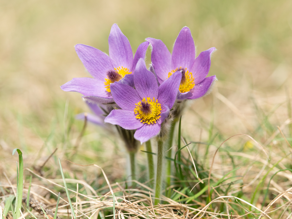 14. PasqueflowerThe pasqueflower is common throughout Colorado, known for its early bloom in spring. During bloom, the flower emerges before the leaves. Pasqueflowers grow under and around snow melt in high montane forests and meadows.Photo Credit: Stefan Rotter (iStock).