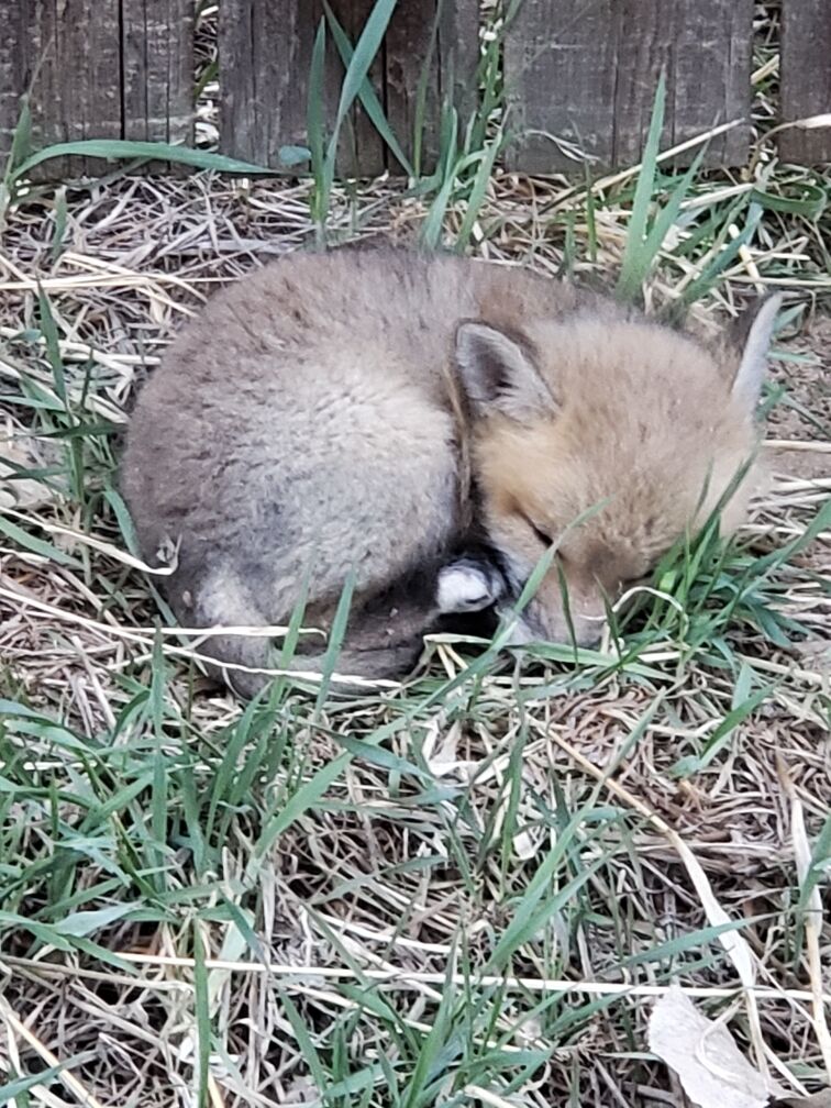 Denver Animal Protection reminding residents to leave wildlife alone